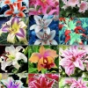50 Lily Flower Seeds Mixed Colors – Easy Grow Perennial Garden - Image 1