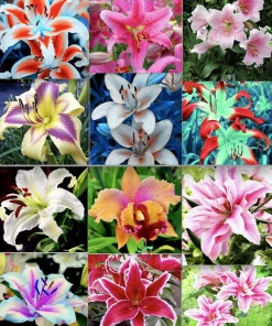 50 Lily Flower Seeds Mixed Colors – Easy Grow Perennial Garden - Image 1