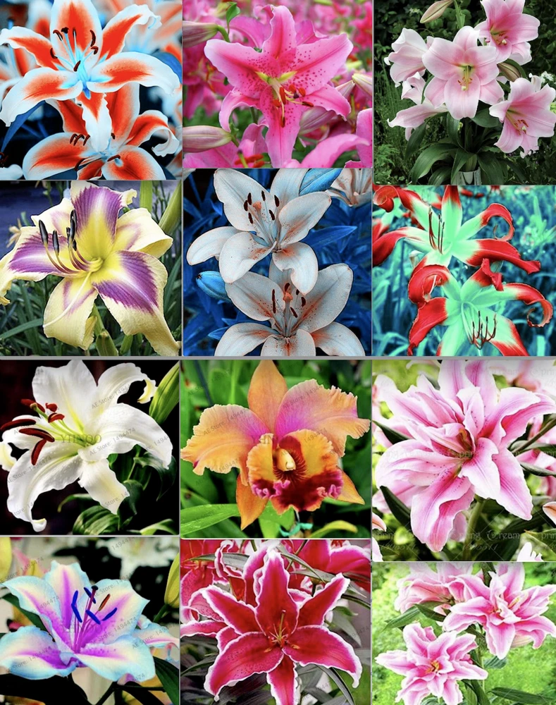 50 Lily Flower Seeds Mixed Colors – Easy Grow Perennial Garden - Image 1