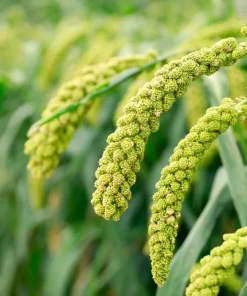 50 Limelight Spray Millet Seeds - Foxtail Grass, Lime Green, 36-48" Tall - Image 2