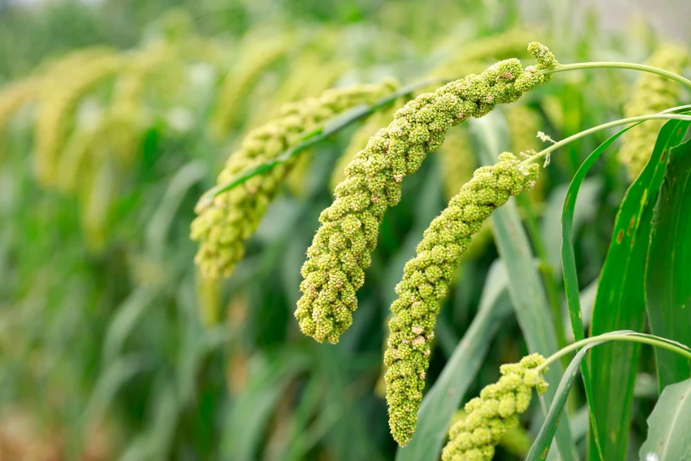 50 Limelight Spray Millet Seeds - Foxtail Grass, Lime Green, 36-48" Tall - Image 2
