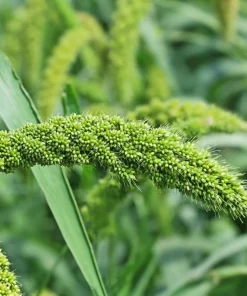 50 Limelight Spray Millet Seeds - Foxtail Grass, Lime Green, 36-48