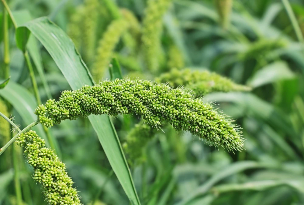 50 Limelight Spray Millet Seeds - Foxtail Grass, Lime Green, 36-48" Tall - Image 3