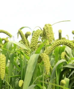 50 Limelight Spray Millet Seeds - Foxtail Grass, Lime Green, 36-48