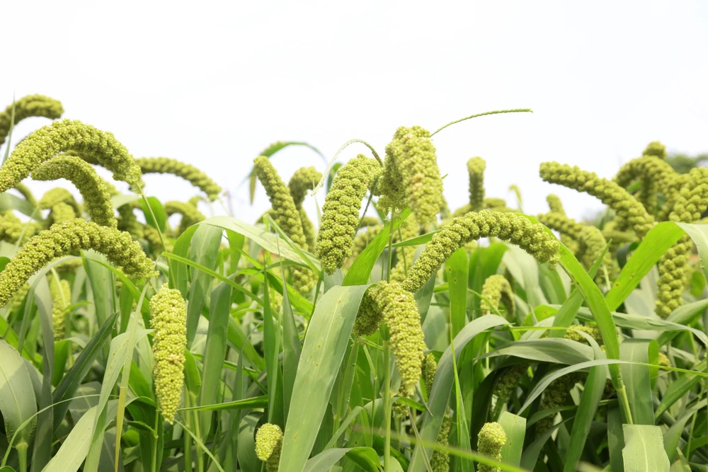 50 Limelight Spray Millet Seeds - Foxtail Grass, Lime Green, 36-48" Tall - Image 4