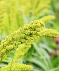50 Limelight Spray Millet Seeds - Foxtail Grass, Lime Green, 36-48