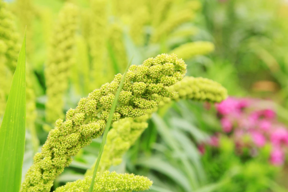50 Limelight Spray Millet Seeds - Foxtail Grass, Lime Green, 36-48" Tall - Image 5