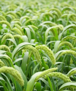 50 Limelight Spray Millet Seeds - Foxtail Grass, Lime Green, 36-48