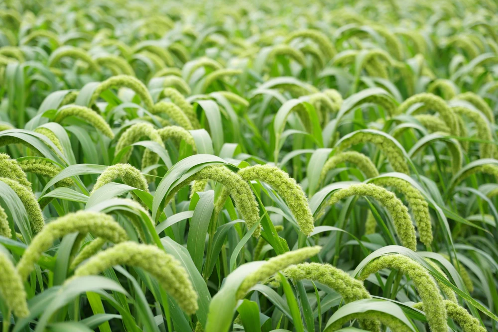 50 Limelight Spray Millet Seeds - Foxtail Grass, Lime Green, 36-48" Tall - Image 6