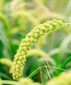 50 Limelight Spray Millet Seeds - Foxtail Grass, Lime Green, 36-48