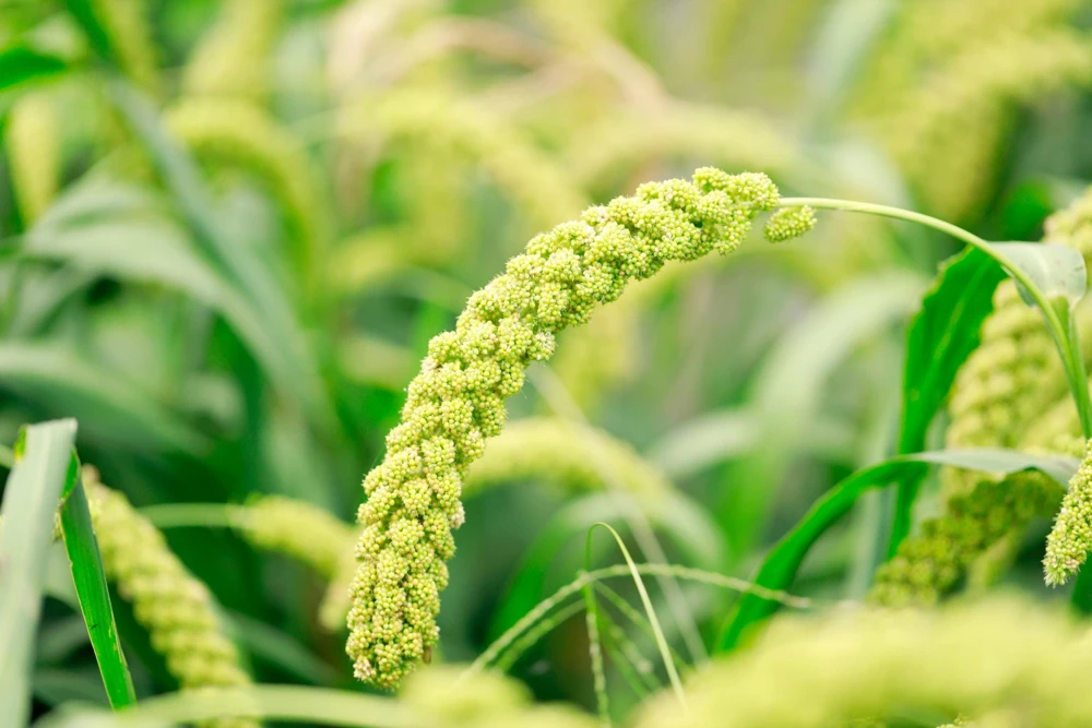 50 Limelight Spray Millet Seeds - Foxtail Grass, Lime Green, 36-48" Tall - Image 7