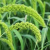50 Limelight Spray Millet Seeds - Foxtail Grass, Lime Green, 36-48" Tall - Image 1