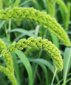 50 Limelight Spray Millet Seeds - Foxtail Grass, Lime Green, 36-48" Tall - Image 1