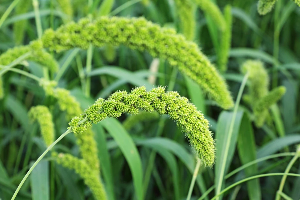 50 Limelight Spray Millet Seeds - Foxtail Grass, Lime Green, 36-48" Tall - Image 1