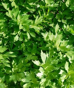 50 Lovage Herb Flower Seeds - Levisticum Officinale - Celery & Anise Flavor - Image 3