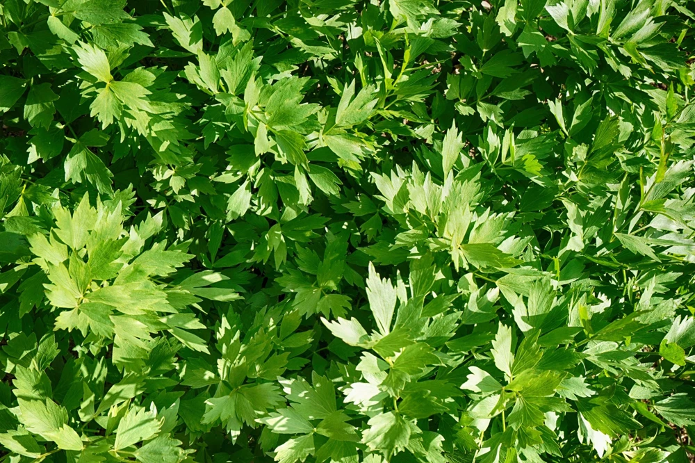 50 Lovage Herb Flower Seeds - Levisticum Officinale - Celery & Anise Flavor - Image 3