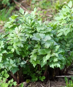 50 Lovage Herb Flower Seeds - Levisticum Officinale - Celery & Anise Flavor - Image 4