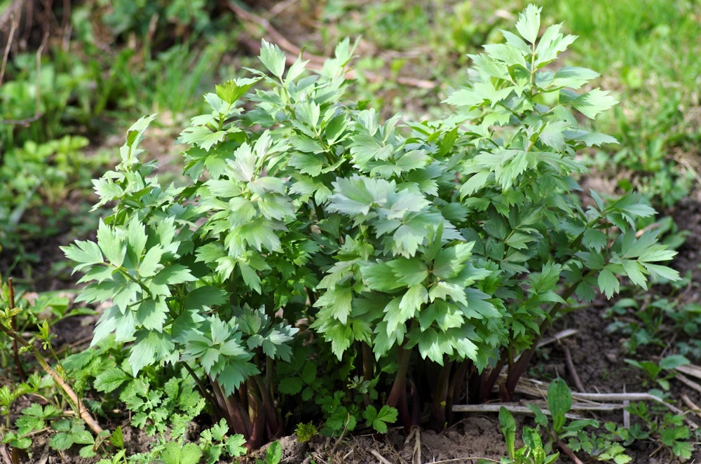50 Lovage Herb Flower Seeds - Levisticum Officinale - Celery & Anise Flavor - Image 4