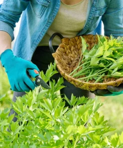 50 Lovage Herb Flower Seeds - Levisticum Officinale - Celery & Anise Flavor - Image 5