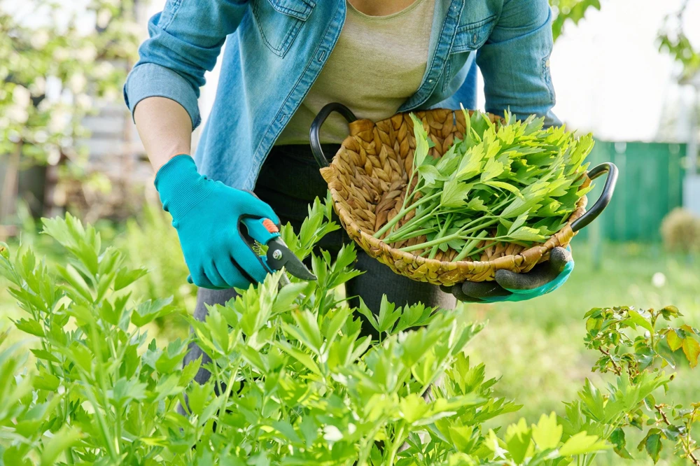 50 Lovage Herb Flower Seeds - Levisticum Officinale - Celery & Anise Flavor - Image 5