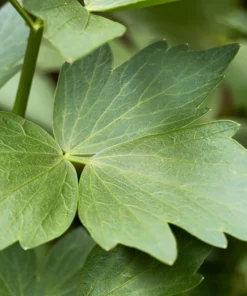 50 Lovage Herb Flower Seeds - Levisticum Officinale - Celery & Anise Flavor - Image 6