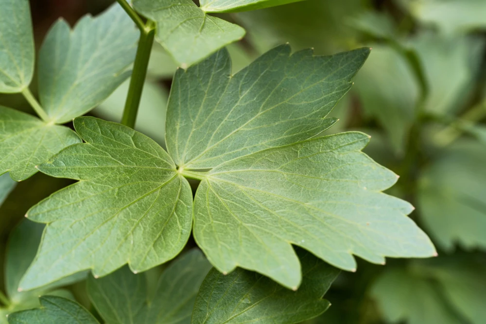 50 Lovage Herb Flower Seeds - Levisticum Officinale - Celery & Anise Flavor - Image 6