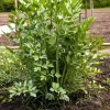 50 Lovage Herb Flower Seeds - Levisticum Officinale - Celery & Anise Flavor - Image 1