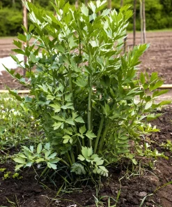 50 Lovage Herb Flower Seeds - Levisticum Officinale - Celery & Anise Flavor - Image 1