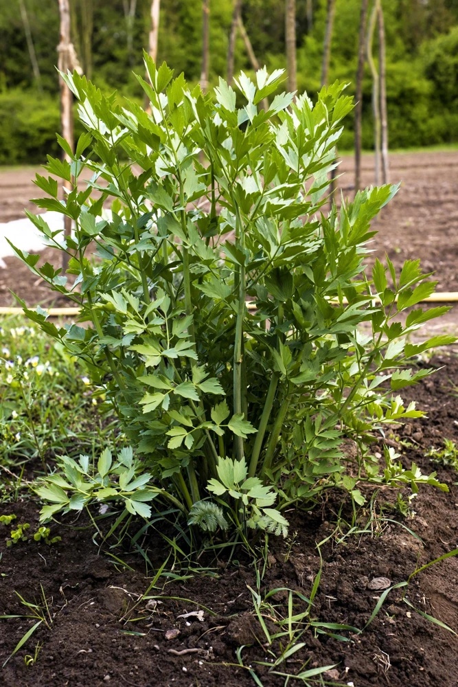 50 Lovage Herb Flower Seeds - Levisticum Officinale - Celery & Anise Flavor - Image 1
