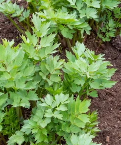 50 Lovage Herb Flower Seeds - Levisticum Officinale - Celery & Anise Flavor - Image 7