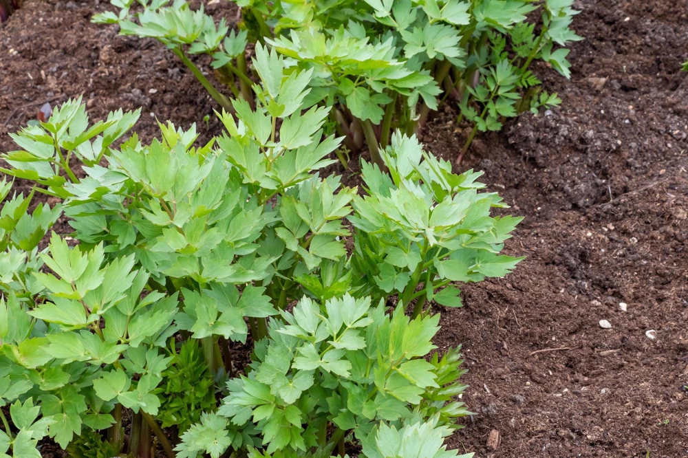 50 Lovage Herb Flower Seeds - Levisticum Officinale - Celery & Anise Flavor - Image 7
