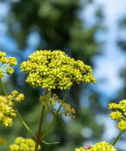50 Lovage Herb Flower Seeds - Levisticum Officinale - Celery & Anise Flavor - Image 8