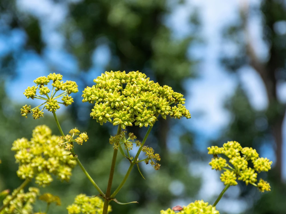 50 Lovage Herb Flower Seeds - Levisticum Officinale - Celery & Anise Flavor - Image 8