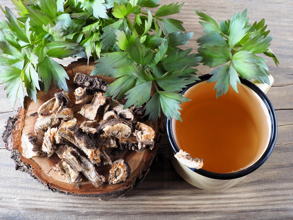 50 Lovage Herb Flower Seeds - Levisticum Officinale - Celery & Anise Flavor - Image 9