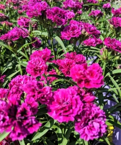50 Magenta Carnation Seeds - Dianthus Caryophyllus Chabaud Flower Seeds - Image 2