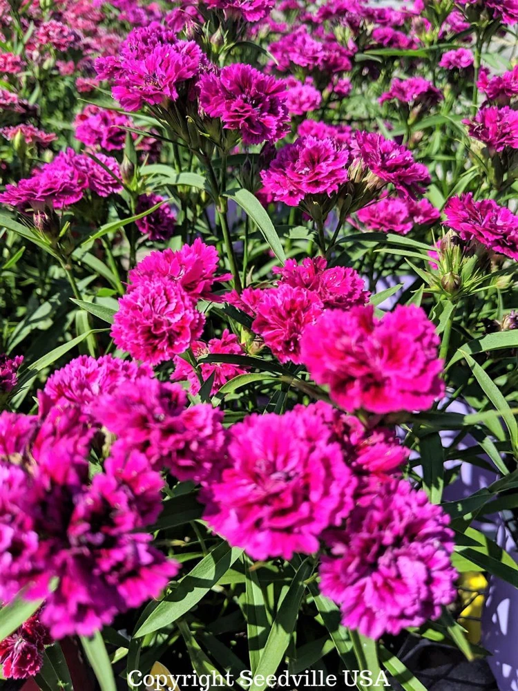 50 Magenta Carnation Seeds - Dianthus Caryophyllus Chabaud Flower Seeds - Image 2