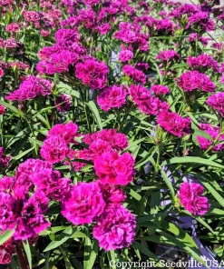 50 Magenta Carnation Seeds - Dianthus Caryophyllus Chabaud Flower Seeds - Image 3