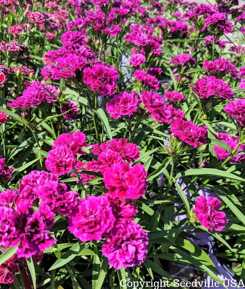 50 Magenta Carnation Seeds - Dianthus Caryophyllus Chabaud Flower Seeds - Image 3