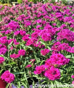 50 Magenta Carnation Seeds - Dianthus Caryophyllus Chabaud Flower Seeds - Image 4