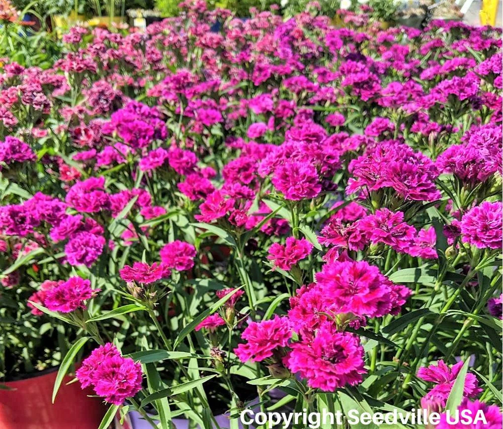 50 Magenta Carnation Seeds - Dianthus Caryophyllus Chabaud Flower Seeds - Image 4