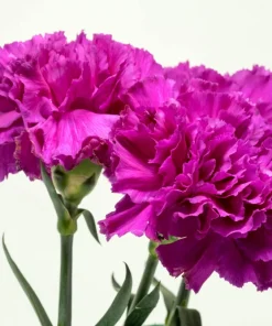 50 Magenta Carnation Seeds - Dianthus Caryophyllus Chabaud Flower Seeds - Image 5