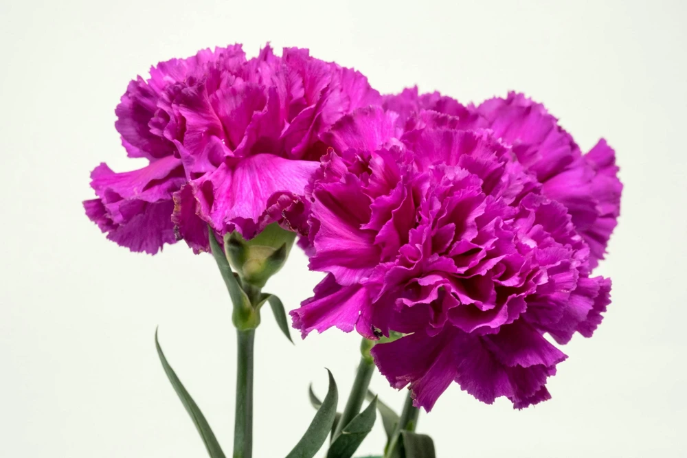 50 Magenta Carnation Seeds - Dianthus Caryophyllus Chabaud Flower Seeds - Image 5
