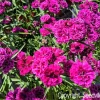 50 Magenta Carnation Seeds - Dianthus Caryophyllus Chabaud Flower Seeds - Image 1