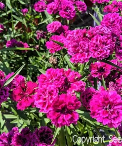50 Magenta Carnation Seeds - Dianthus Caryophyllus Chabaud Flower Seeds - Image 1