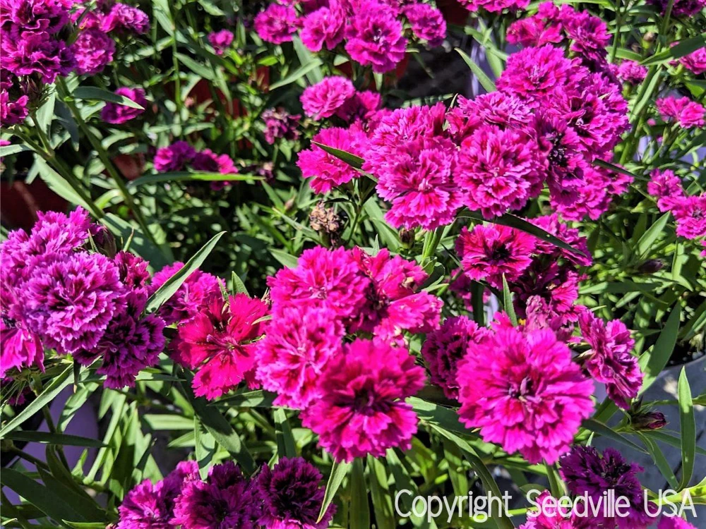 50 Magenta Carnation Seeds - Dianthus Caryophyllus Chabaud Flower Seeds - Image 1