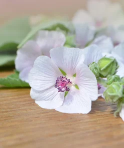 50 Marsh Mallow Althaea Officinalis Flower Seeds - Herbal & Medicinal - Image 5