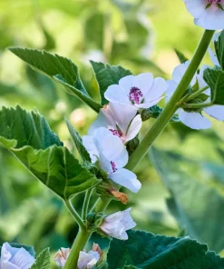 50 Marsh Mallow Althaea Officinalis Flower Seeds - Herbal & Medicinal - Image 6