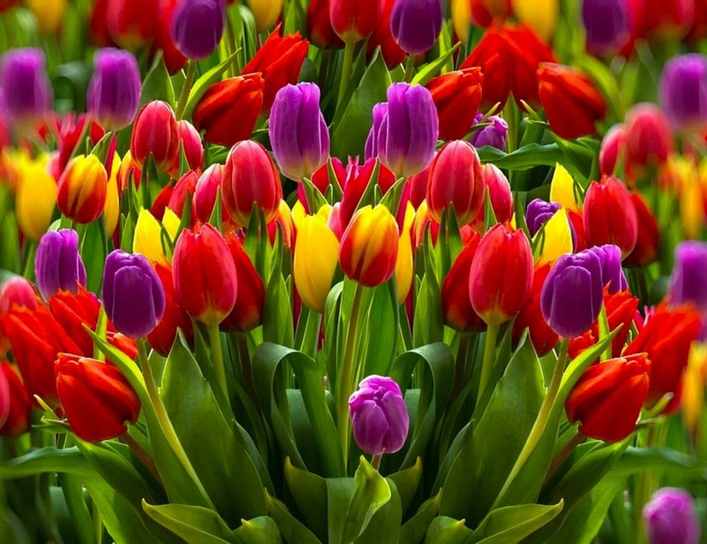 50 Mixed Color Tulip Flower Seeds - Easy to Grow - Image 1