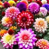 50 Mixed Colors Dahlia Flower Seeds - Beautiful Garden Plants - Image 1