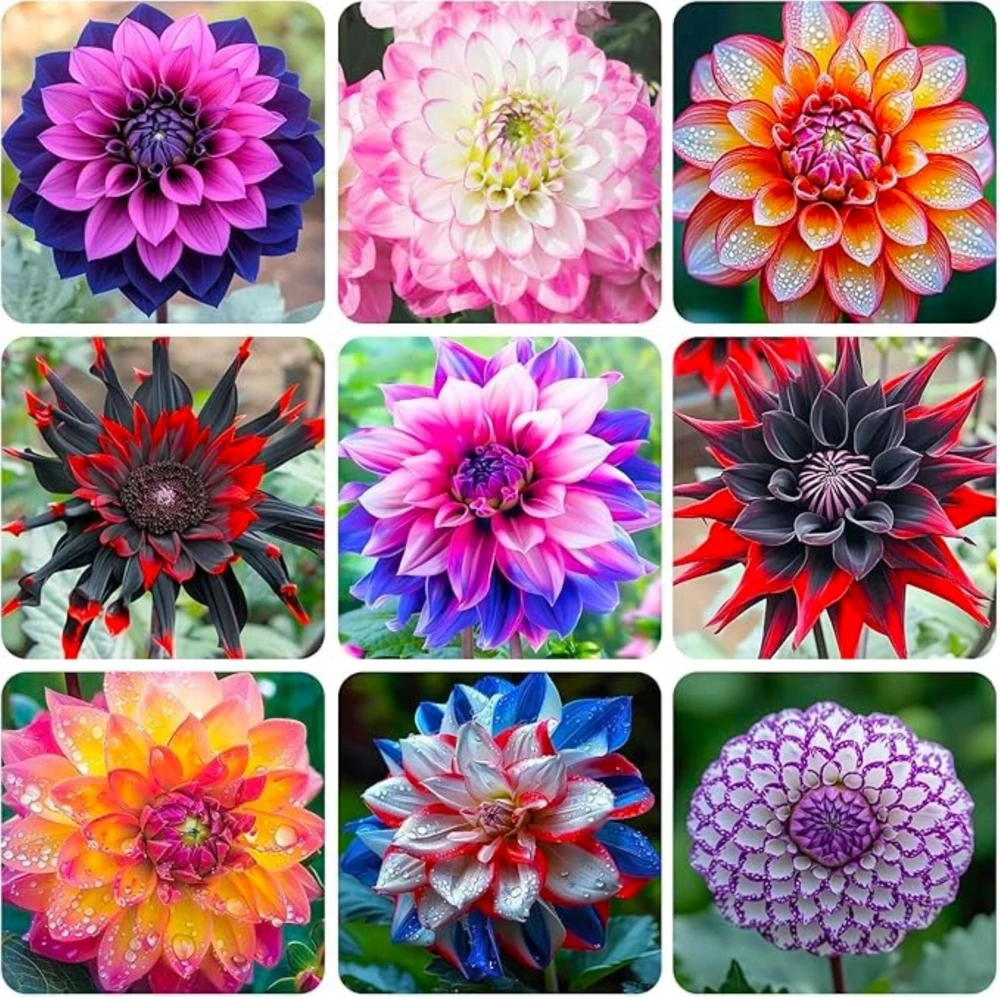 50 Mixed Colors Dahlia Seeds - Beautiful Flower Plant - Image 2